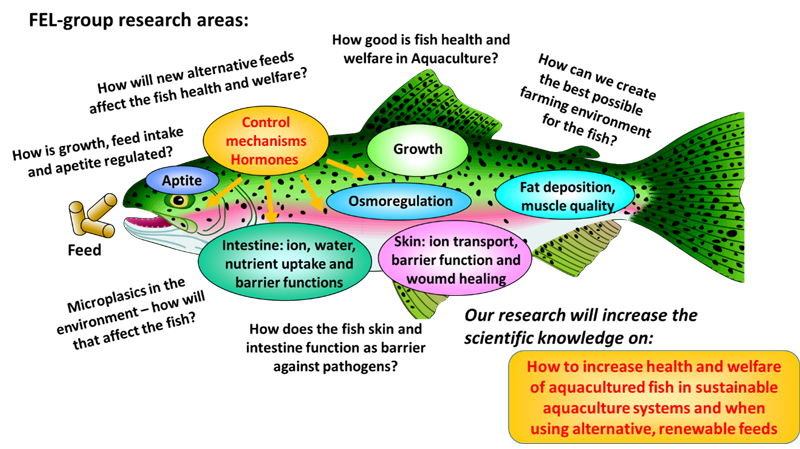 Research areas of the FEL-group